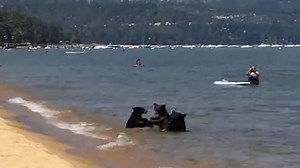 309K views · 810 shares | This family of bears is beating the summer heat just like the rest of us! | This is Happening | Facebook
