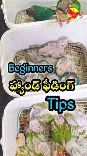 This one mistake stops birds from hand feeding #birds #tutorial