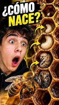 El increíble ciclo de vida de una abeja 🍯 #abejas #biologia
