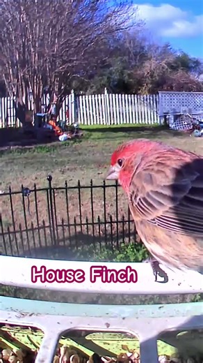🐦 VIBRANT MALE HOUSE FINCH! His Colors Are Absolutely STUNNING! 🎨