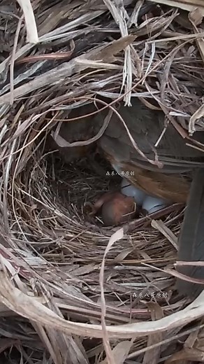 Smart bird mother #pets #catvideooftheday #catinstagram #pet #catsofig #kittensofinstagram #gato #catvideosofinstagram #catsoftheday #bestmeow #animals #caturday #catscatscats #catofinstagram #catloversworld #catselfie #memes #catsfollowers #catsofworld #catgram #lovecats #love #catsagram #day #catsdaily #catsofinsta #cursedcats #catworld #catstocker #funny | bird's feed