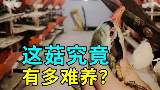 鹧鸪的秘密，养殖过程大开眼界