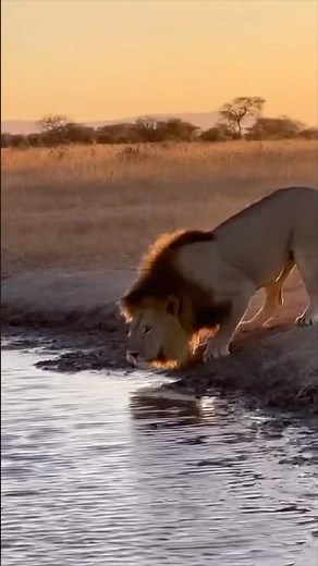 Giant Python vs Thirsty Lion 🐍🦁📹