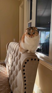12K views · 910 reactions | Say hello to your kitty for us!! Meow!  #cats #cat #catsofinstagram #love #luna #meow | Hello_Luna_Rose | Facebook