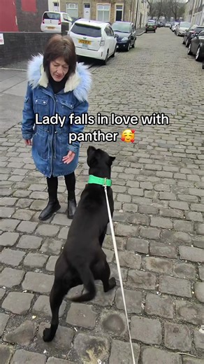 Lady Falls in Love with Panther