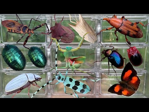 The Colorful World of Insects | Unique Creatures Like No Other