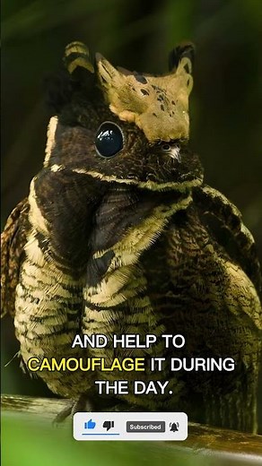 Great Eared Nightjar: The Mysterious Bird with Clapping Wings