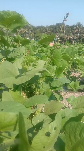 Bangladesh Agricultural Research Institute,Gazipur | Tapos Kumer
