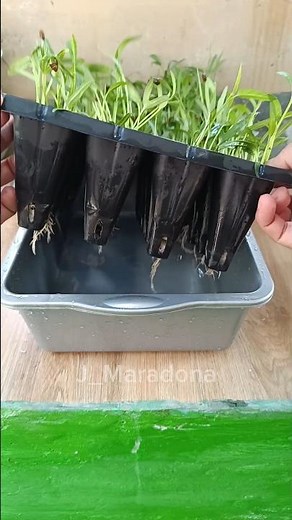 “Time to Change and Add Nutrients! Your Hydroponic Water Spinach Will Grow Even Faster!”