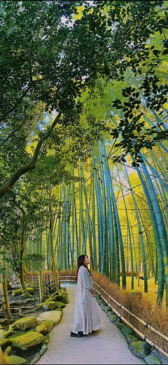 美しい竹の世界 - 報国寺の竹林 写真撮り方