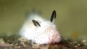These Cute Slugs Are The Bunnies Of The Sea