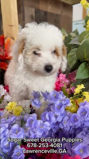 Cutest Cavachon Puppy #forsale