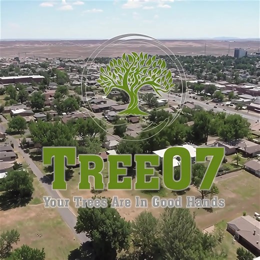 Tree07LLC, ISA Certified Arborist 25%off prunings and tree removals. Also scheduling fall cleanups, holiday lighting, and snow removal. Give us a call at 307-257-7055 Tree07 LLC | Tree07 llc | Facebook