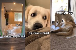 243K views · 10K reactions | Funny dog compilation | Charlie The Golden | Facebook