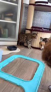 15K views · 621 reactions | You got the wrong bed! 不是你的床 #no #hey #listen #reelsfb #funnyvideos #reelsvideo #reelsviral #videoviral #challenge #hit #power #wow #look #aww #pawpatrol #siblings #furbaby #buddy #fighter #shortsvideos #feed #mine #petlovers #watch #mistake #adorable #meme #haha #lol | alfienlaylagiveaway | Facebook