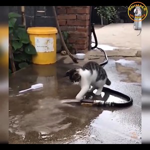 So cute cats compilation ❤ | Pets Life