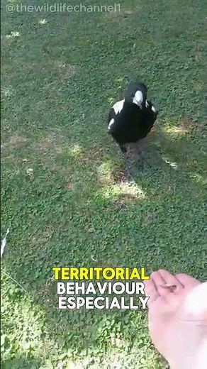 Australian Magpie: "The Bird with the Best Song in the Animal Kingdom!"