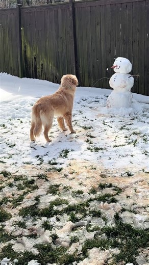 Denver Takes on the Snowman: A Hilarious Dog Moment