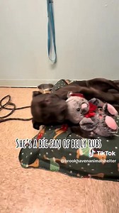 UPDATE: ADOPTED!!! 🐾 Meet Sweet Mamas! 🐾 This beautiful girl is on the lookout for her forever home, and we’re hoping YOU can help her find it! 💕 Mamas is the ultimate cuddle companion—she adores belly rubs, cozy naps, and spending time with her favorite people. She’s incredibly loyal and would thrive in a quieter home where she can be the only pet and soak up all the love. Mamas does have some ongoing skin allergies that we’re managing here at the shelter, and her new family will need to con