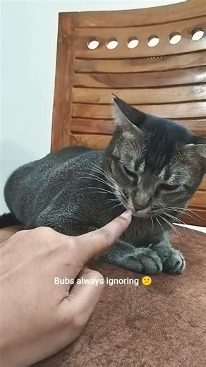 Bubblie❤Daily Shorts😺❤🪬#Gobu & Bubblie#Trending#trendingshorts#cat#trendingnow#adoptdontshop#indie