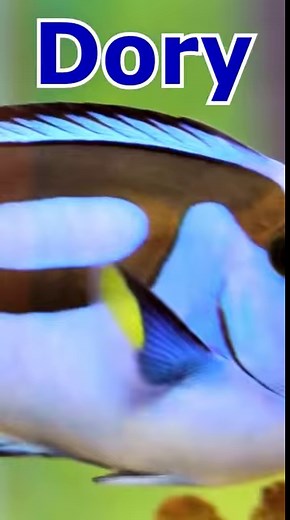 Animals For Kids - Learn Farm Animals, Sea Animals and Wild Animal Names #reels | Strawberry Jam Toys