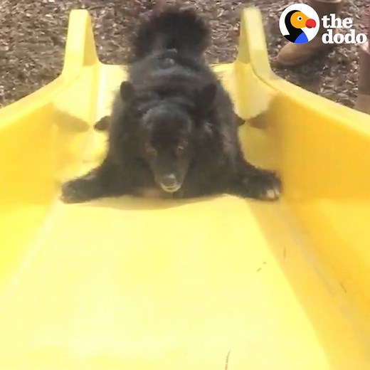 822K views · 5.4K shares | These dogs LOVE going down slides — but some can't quite figure it out  | The Dodo | Facebook