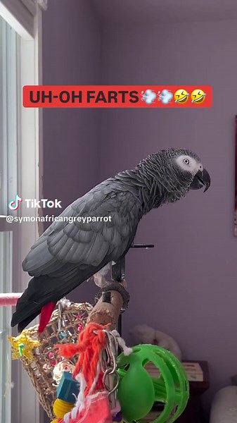 UH-OH💨💨🤣🤣🤣🤣Symon is a 3 year old female Congo African Grey Parrot, hatched on June 15th 2021 who lives in a cozy country home with her parents, Chris and Sheila, and her two parrot siblings, Mickey and Sunny. Symon is an outgoing and talkative bird who loves to chat with anyone who will listen. Her favorite phrases are
