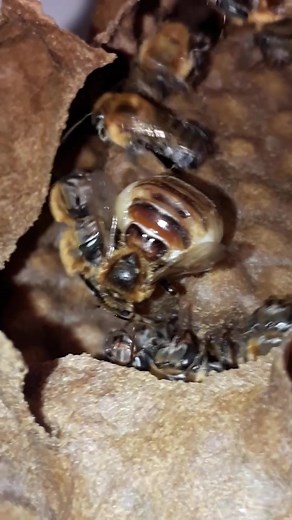 jansenbritoeasabelhas no TikTok