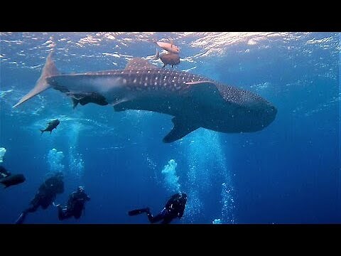Baby whale shark curiously circles astonished scuba divers