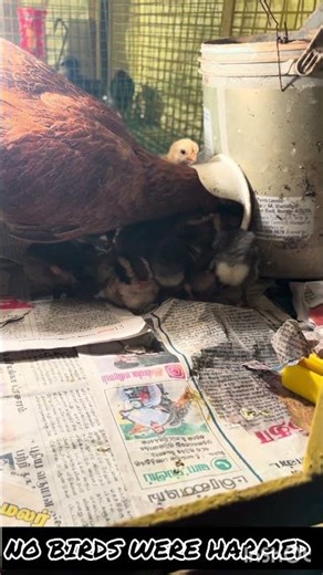 Country Chicken Farming Day 34 | Strong & Safe Brooding Setup