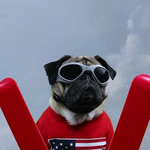 Doug The Pug - 2018 Winter Olympics