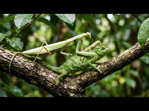 Praying Mantises: The Silent Assassins of the Insect World | Wild Mysteries Documentary