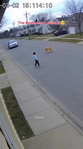 Dog and Cat Saved a Human from Death❤️ | Animals Saving Humans