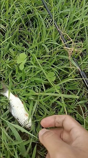 tutorial mancing teknik pecut umpan uler kandang #mancing