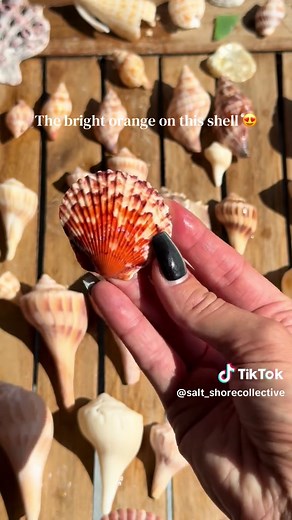 How to Clean Seashells with Mineral Oil