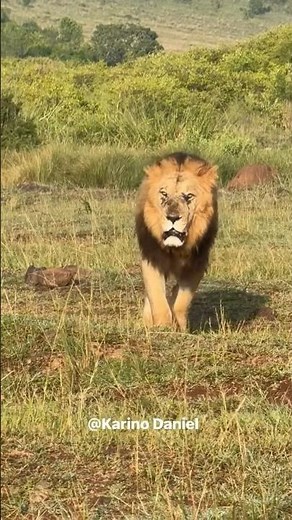 King Lion🦁🔥🔥 #wildlifeentertainment #wildlifeentertainment #liontiger #lion #safari