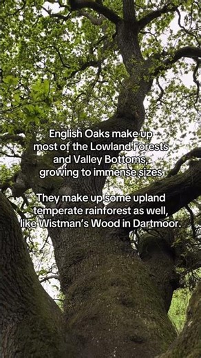 English Oak