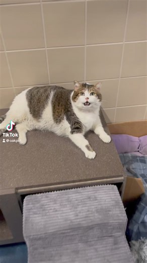 9.3K views · 200 reactions | The Cat, the Myth, the Legend ✨Sinatra✨...