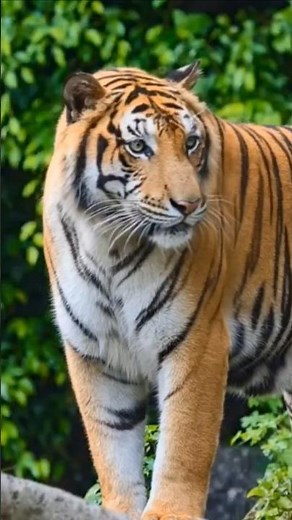 Majestic Royal Bengal Tiger in Ranthambore Tiger Reserve | Rajasthan, India 🐅🌿