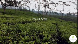 Ripe Pu-erh Tea, Aged Fermented JuJube Shu Puerh Tea Cake, Classic Chinese Pu'er Tea Black Tea