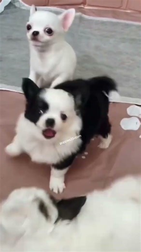 🖤🤍BEAUTIFUL MINIATURE CHIHUAHUAS🤍🖤