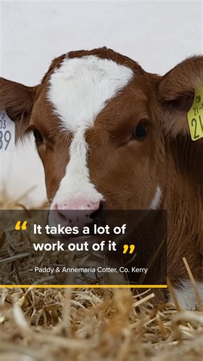 The Cotter's tell us about their experience with the Evolution Automatic Calf Feeder 🐮 | JFC Agri