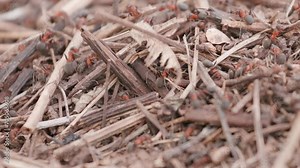 Big anthill with colony of ants in summer forest. Ants on the ant hill in the woods closeup, macro. Big anthill in the straws. They mooving sticks and building their house