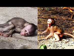 母猿は子猿を奪われ、可哀想な子猿は母を求めて泣いた