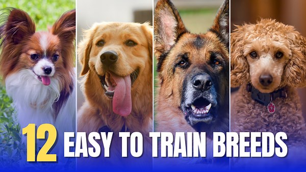 12 Dog Breeds That Are The Easiest to Train