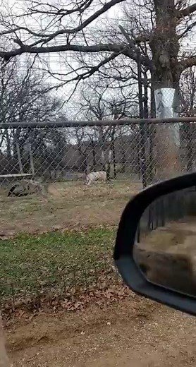 Donkey video bombs the white tiger with awesome smile.