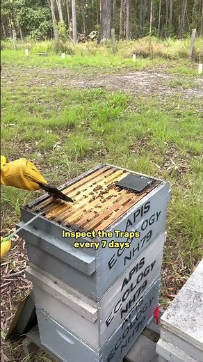 How to protect Bee Hives from Small Hive Beetle in Australia