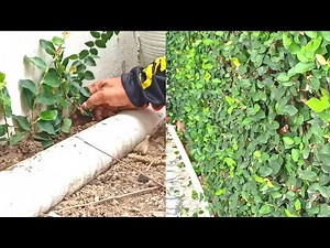 How To Propagating Creeping Fig Plants From Cuttings For Home Fences
