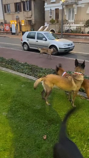 Vidéos de Gun Dog TV (@gundogtv) avec son original - Gun Dog TV