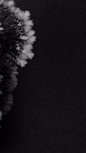 Crystallization fractals 02 #macro #newmediaart #newmediaartist #experimental #motionlovers #experiment #macroclique #macrophotography #motion #motiongraphics #crystallization #timelapse #timelapseart | Thomas Blanchard